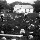 Pumpkin Field